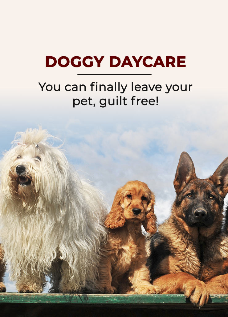 You can finally leave your pet, guilt free!